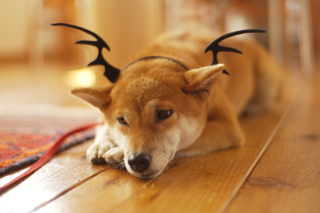 654297F6-F416-40CD-8731-35032A28BBF5