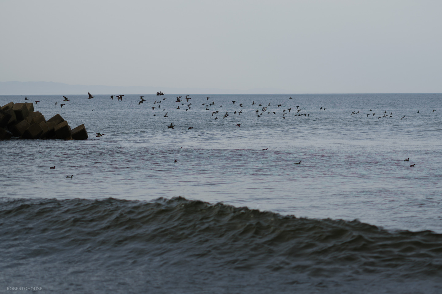 DSCF7145