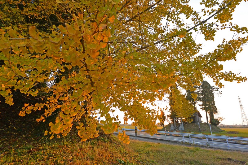 DSC_0823_1600