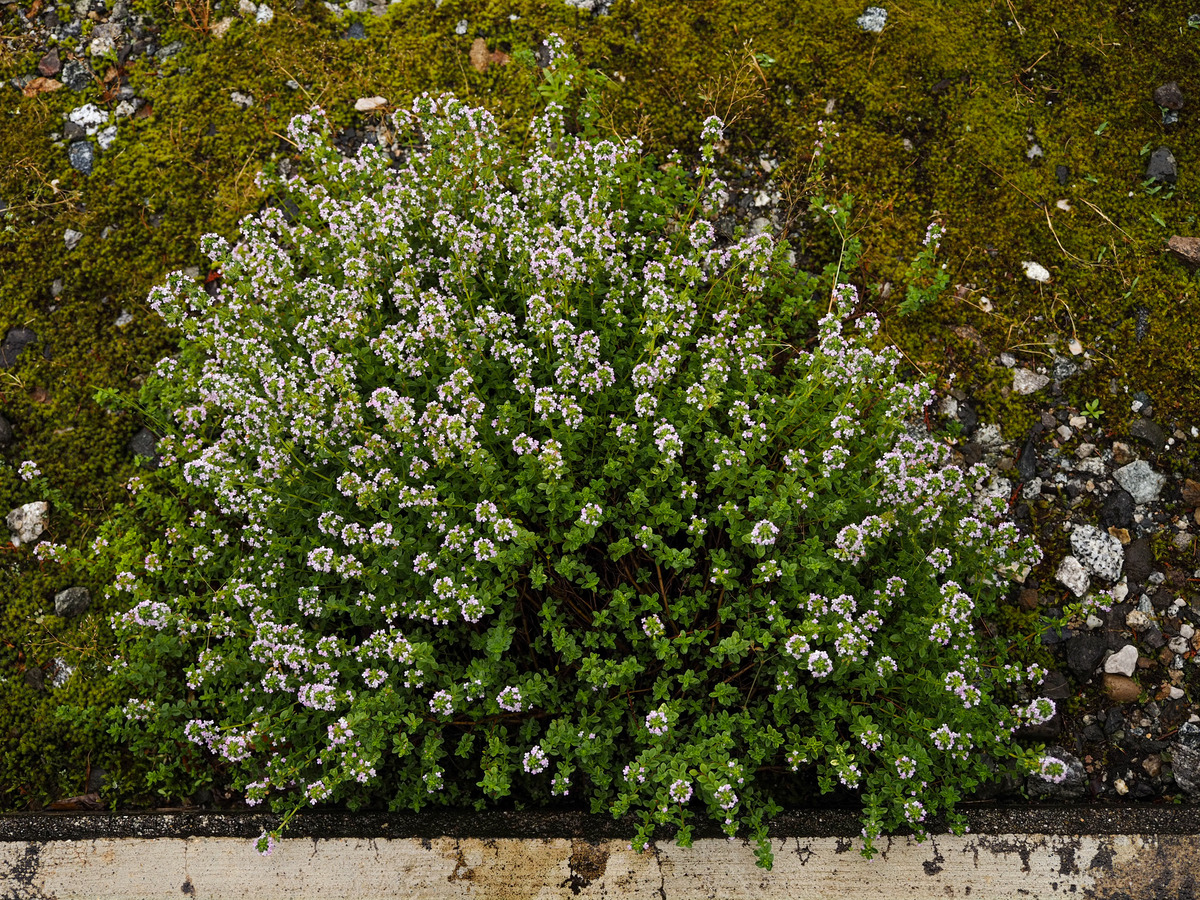 P6030028