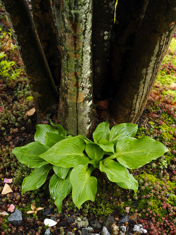 P6030027