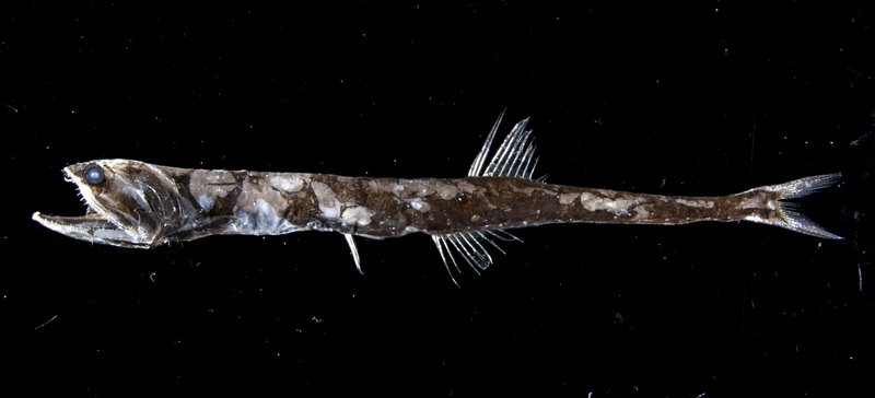 スクリーンショット 2026-03-05 0.31.19