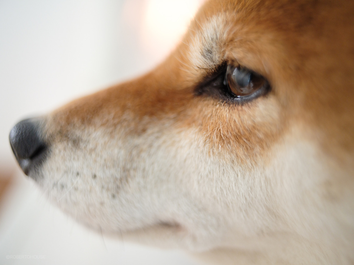 3A365420-96C0-460C-9963-3B4971C78497