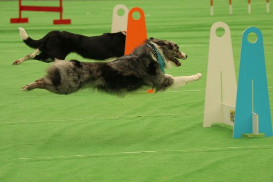 ¥Õ¥é¥¤¥Ü¡¼¥ë