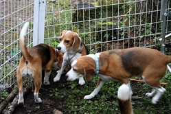 ¥É¥Ã¥°¥é¥ó