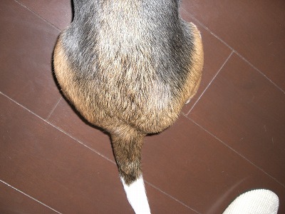 経過1 怪我した記憶もないのに 飼い主向上宣言 経過1 怪我した記憶もないのに 飼い主向上宣言