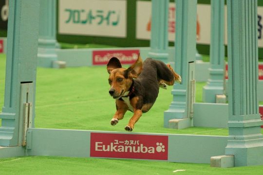 ¥Ó¡¼¥Ï¥¤¥¹¥Ô¡¼¥É2