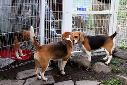 ¥É¥Ã¥°¥é¥ó