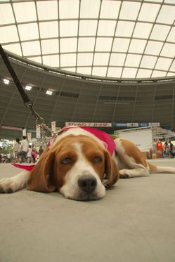 ¥ß¥ß¤Þ¤Ã¤¿¤ê