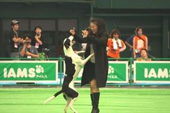 ¥É¥Ã¥°¥À¥ó¥¹1