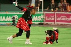 ¥É¥Ã¥°¥À¥ó¥¹