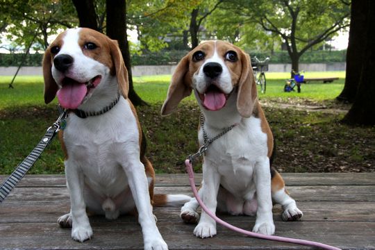 ¥Ä¡¼¥·¥ç¥Ã¥È