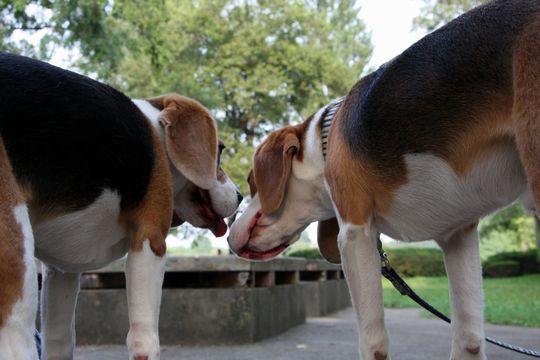 ¥Ä¡¼¥·¥ç¥Ã¥È