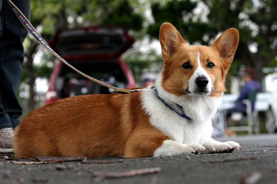 ¤Ê¤ó¤Á¤ã¤ó