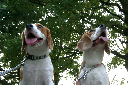 ¥Ä¡¼¥·¥ç¥Ã¥È