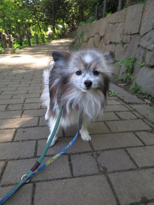 2019-4-28 三頭でお散歩 (4)