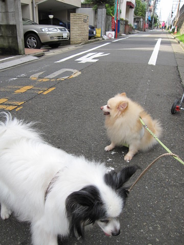 ���Ƥ�ī����