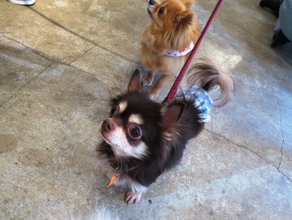 2017(H29)-4-23 �����Τ�Ʋ� (13)