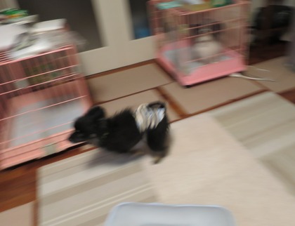 2017(H29)-10-16  (2)