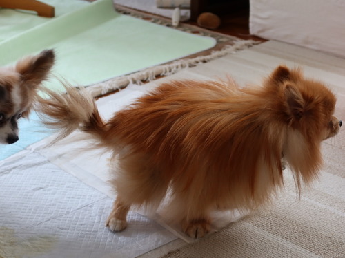 2021(R3)-3-6 ミルチャの食事作法 (6)