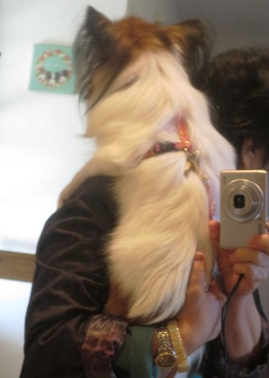 2017(H29)-11 �ӥӥ�ʥ����ǥ�