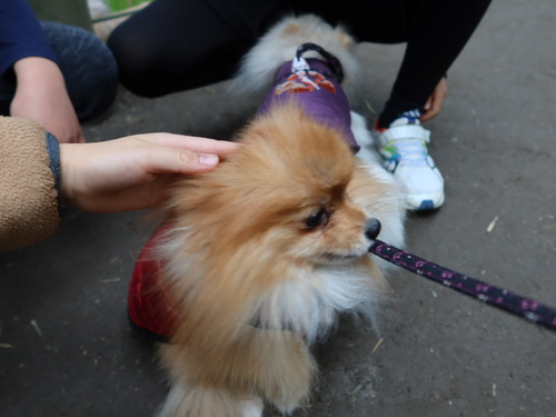 2020(R3)-3-9 すずめのお宿へ (19)