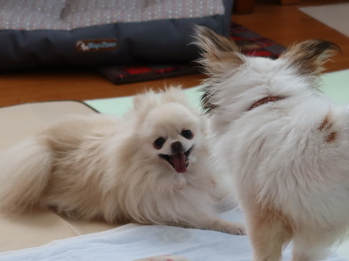 2021(R3)-5-7 ミルキー vs ボニーのワンプロ (9)