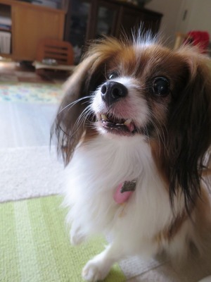 12014‐6-13 ロビンの食事に (7)