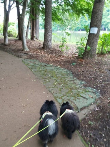 2021(R3)-6-3 家の子記念日散歩 (1)