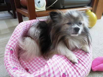 2019(R1)-6-7 ¥Ú¥Ã¥Á¥ã¥ó¥³ (6)