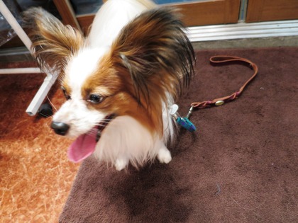 2016(H28)-5-26 ギャラリー恵みにてクルクル~ (1)