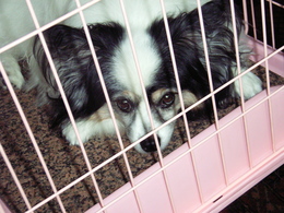 ストーンベッド