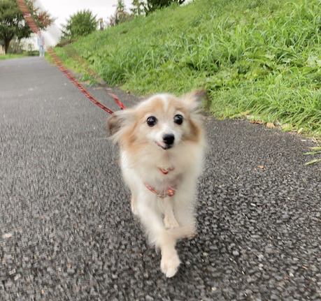 2020-10-3 トライアル7日目