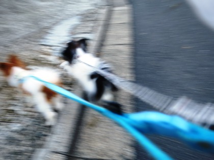 2017(H29)-8-9 ËÜÆü37¡îͽÁÛ¤ÎÁáÄ« (3)