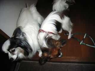 �������Ƭ