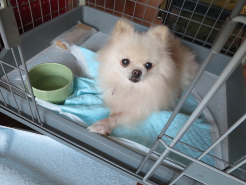 2020(R2)-11-5 ミルキーの修行 (4)