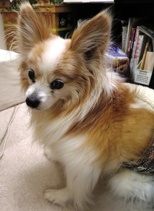 2019(H31)-3-7 ӥӥΥե (20)