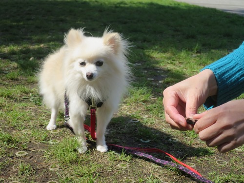 2020(R2)-4-24 ロージィお見合い(パーシモンセンター) (13)