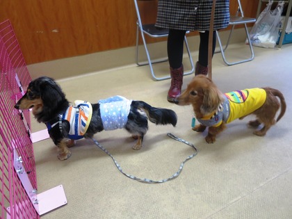 2015(H27)-11-21 巣鴨里親会 (23)