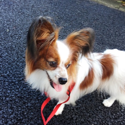 2016(H28)-8-23 トライアル中