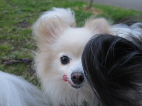 2020(R2)-4-19 パーシモン公園 (30)