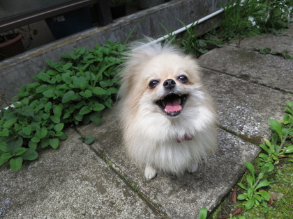 2017-4-18 �ͷ�β��������� (3)