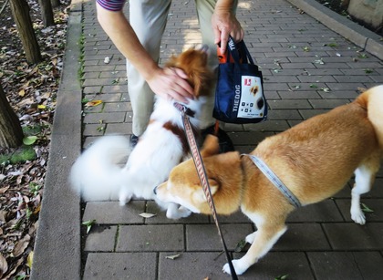 2018(H30)-6-30 ���������˥å���ī���� (5)