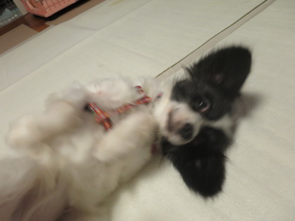 ¶015-11¡Ý10 ¥·¥ã¥é (2)