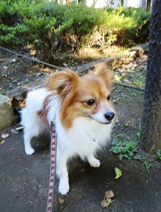 2018(H30)-6-30 ���������˥å���ī���� (17)