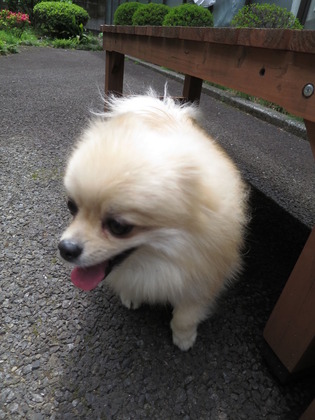 2017-4-18 �ͷ�β��������� (6)