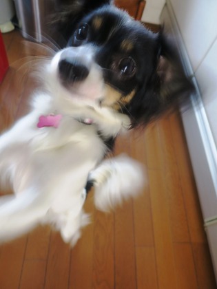 2015(H27)-11-19 ���Ĥ��ī (8)