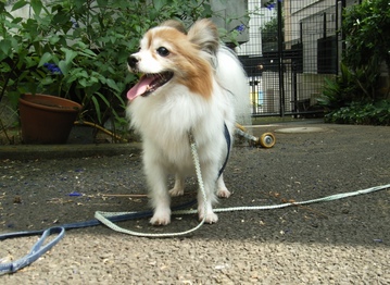 お庭デビュー 02