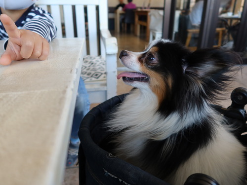 2021(R3)-3-14 トムのお見合い (5)