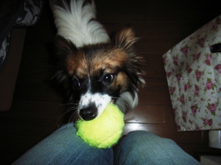 ボールで遊んで!